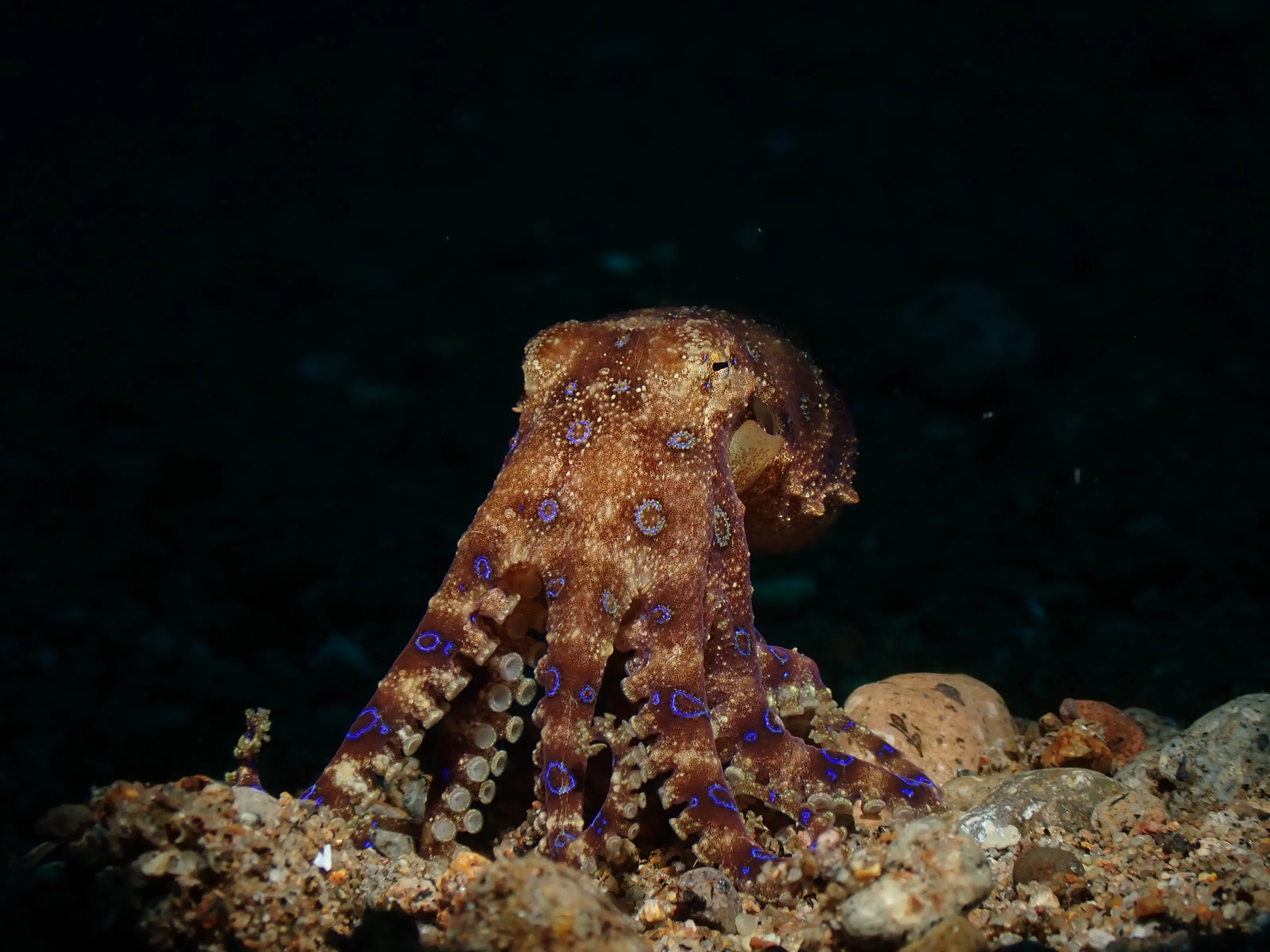 Blue-ringed octopus
