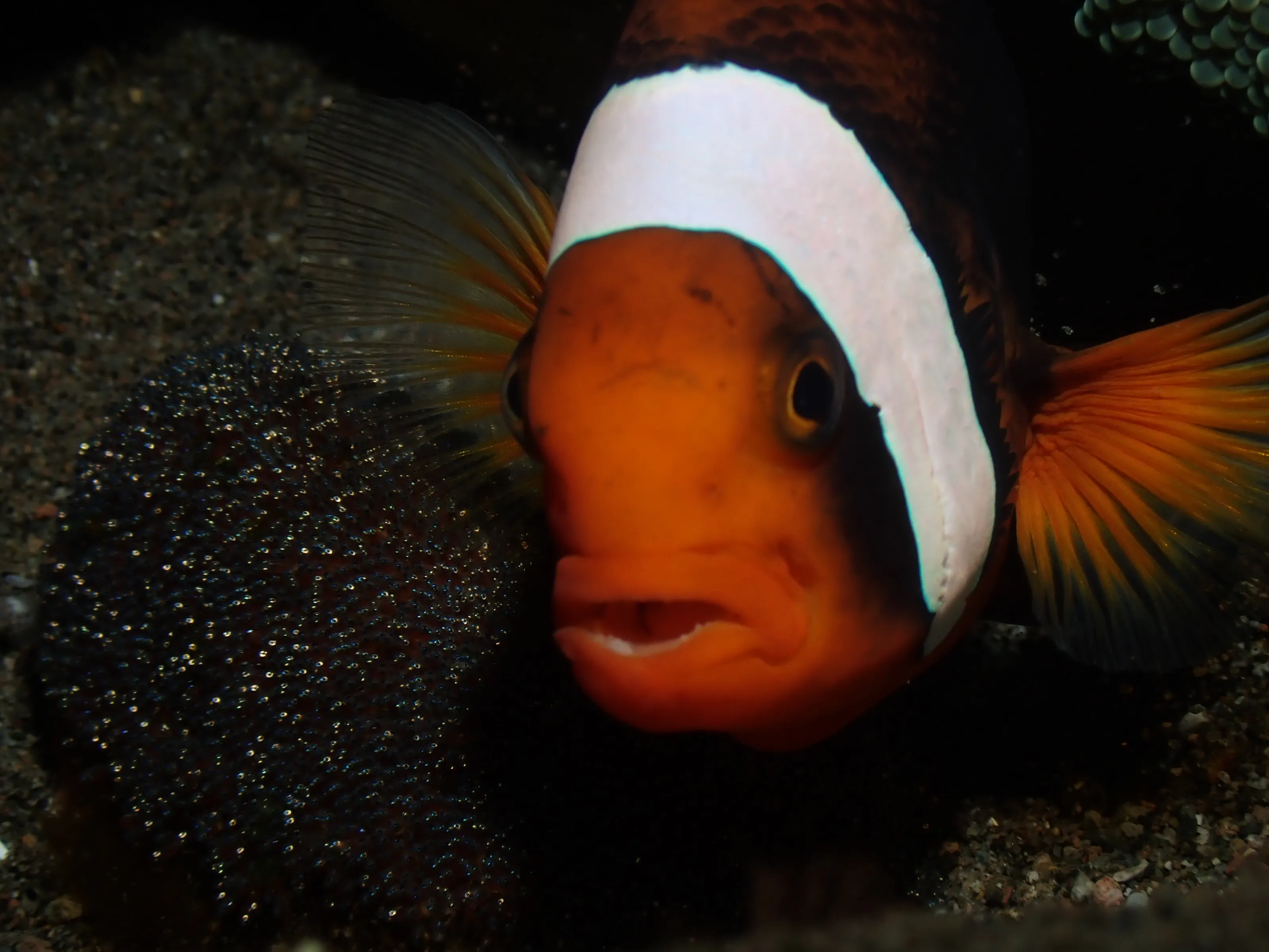Clownfish guarding eggs
