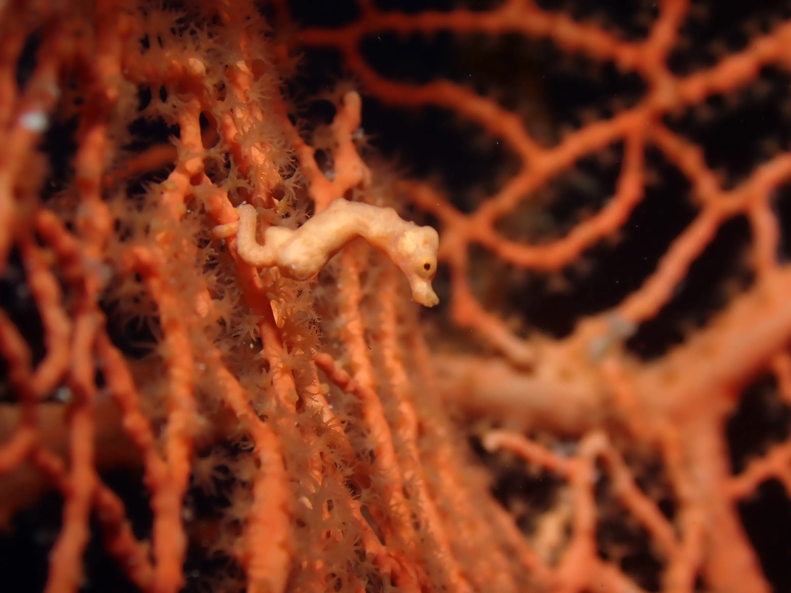 Denise’s pygmy seahorse