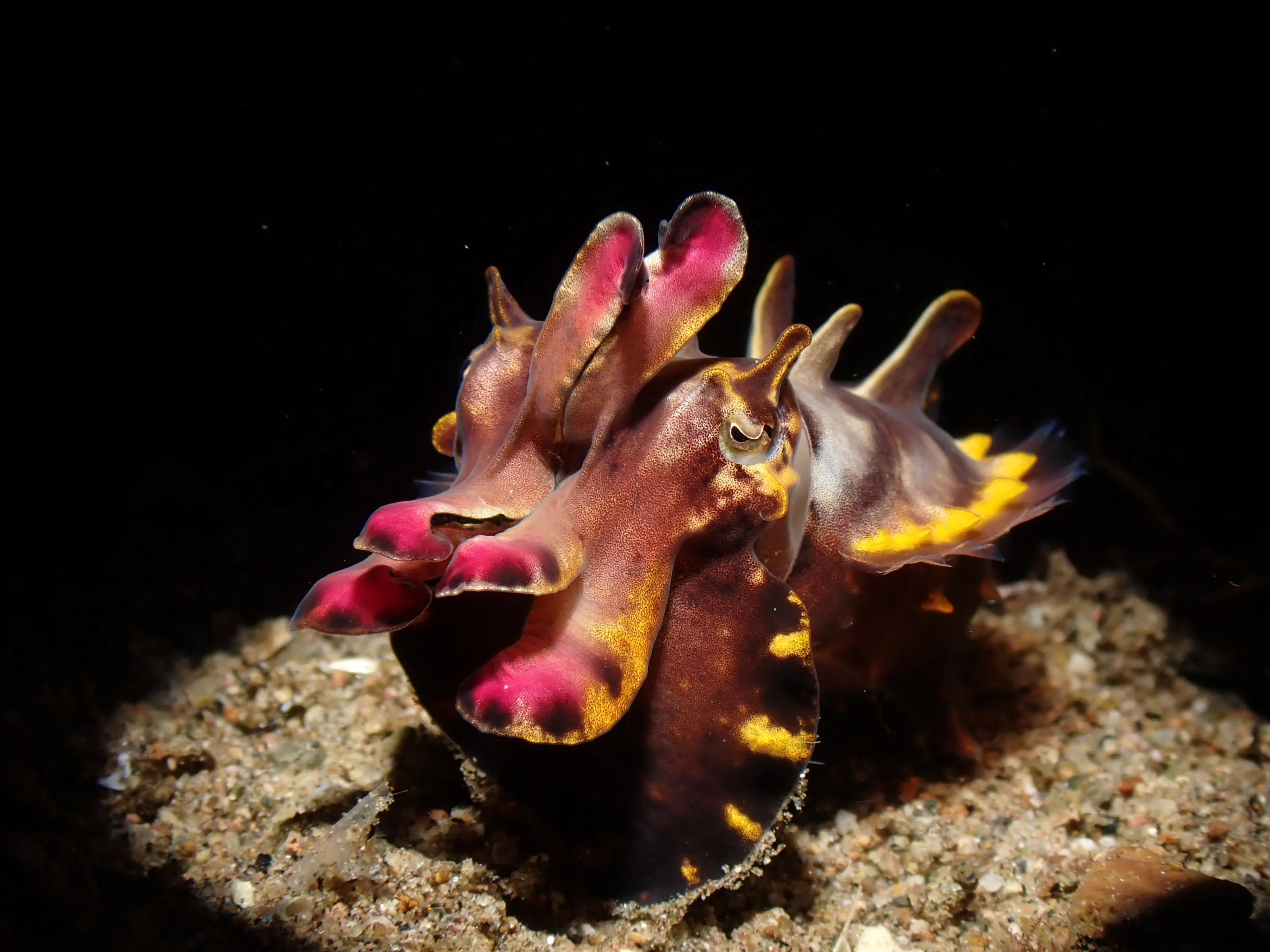 Flamboyant cuttlefish