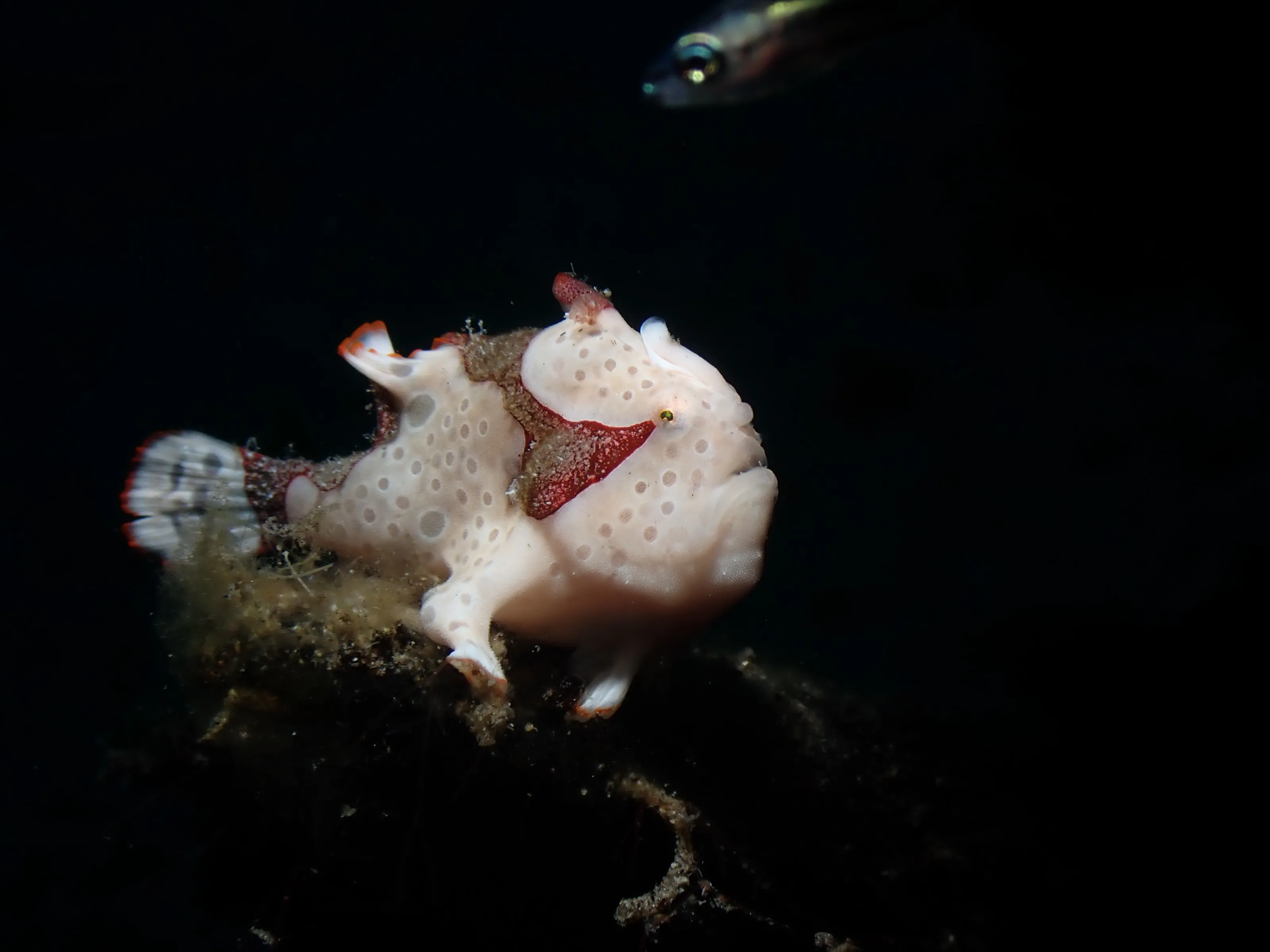 Frogfish