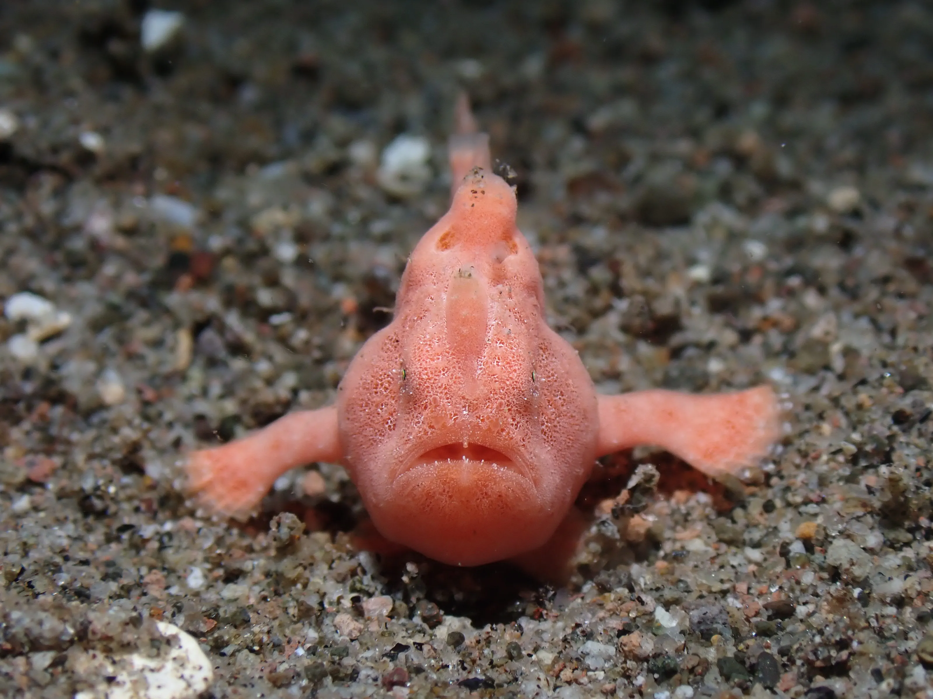 Frogfish