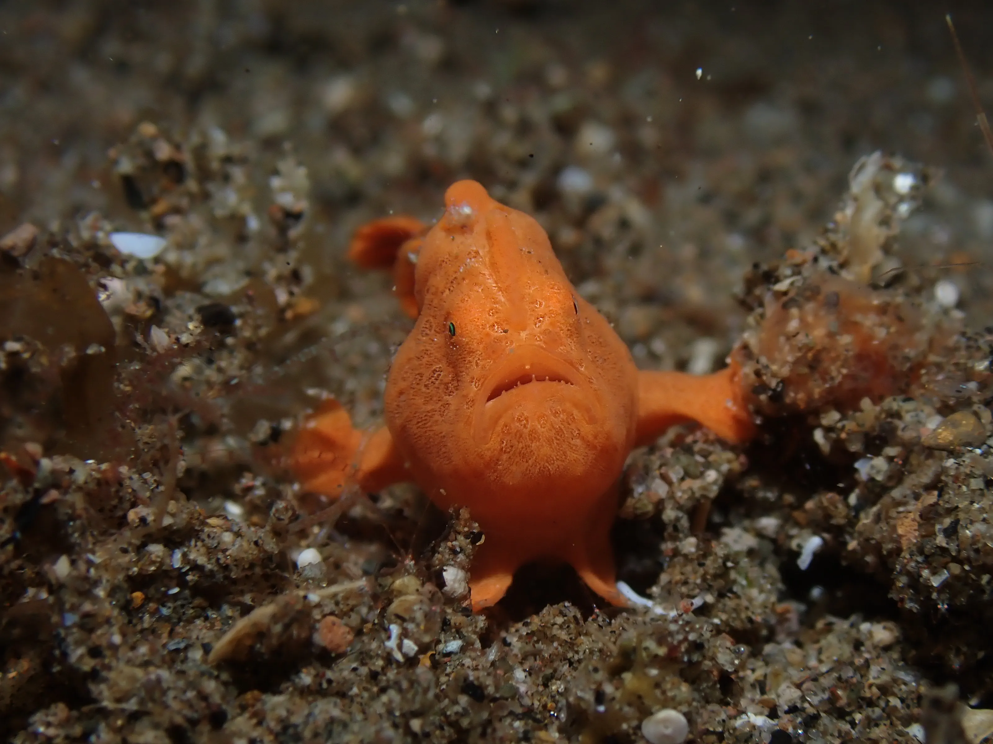 Frogfish