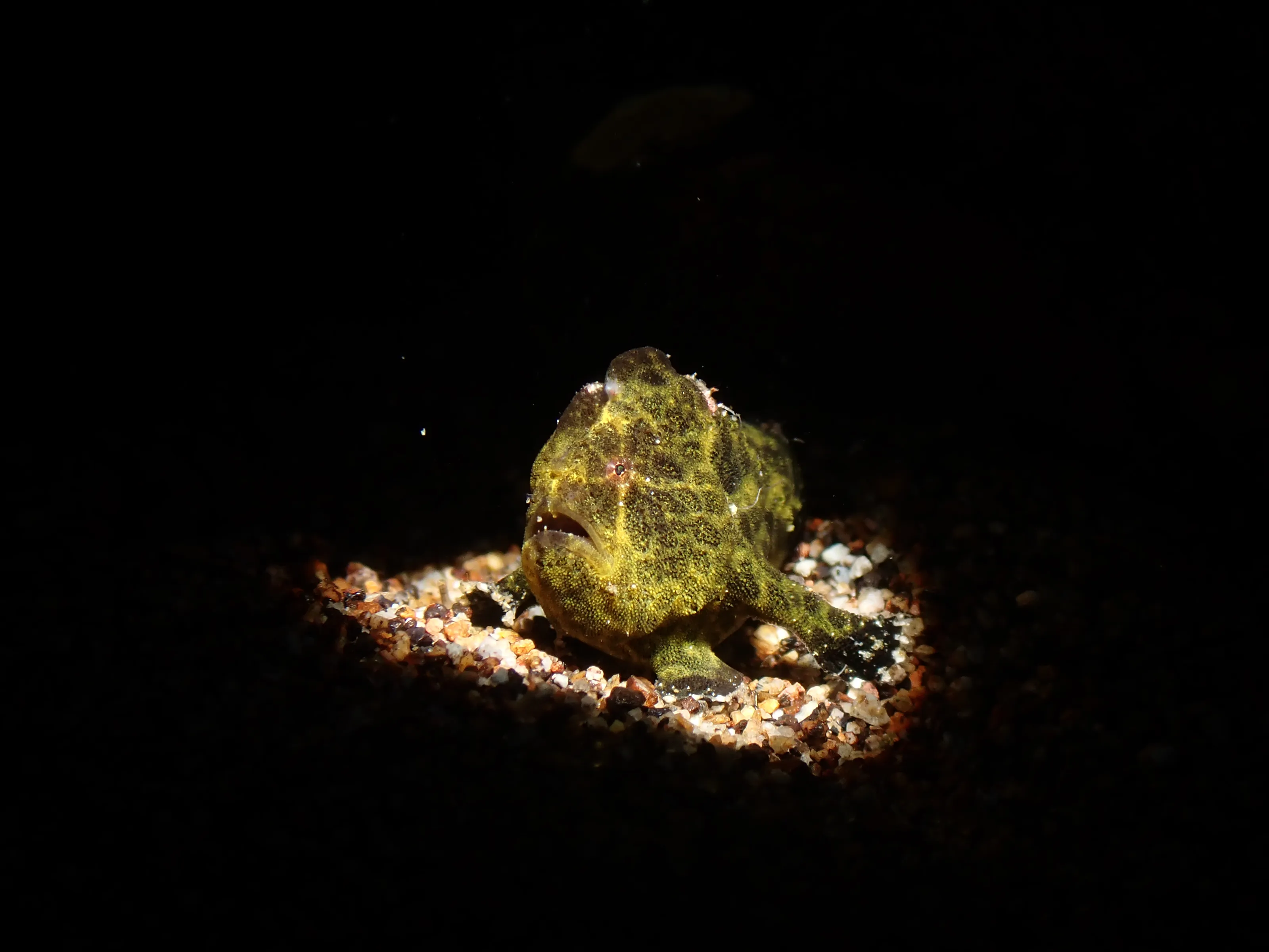 Frogfish