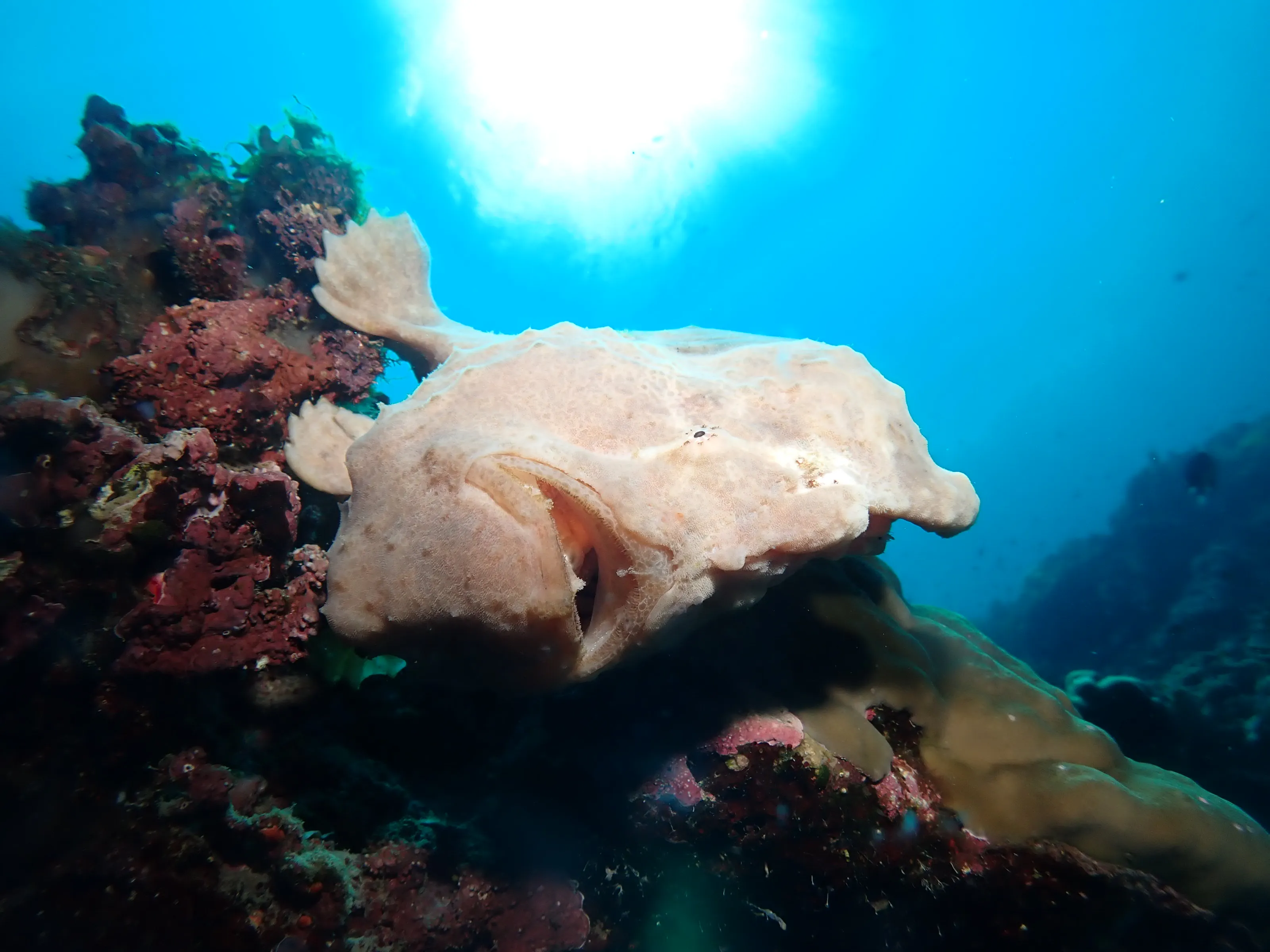 Giant frogfish