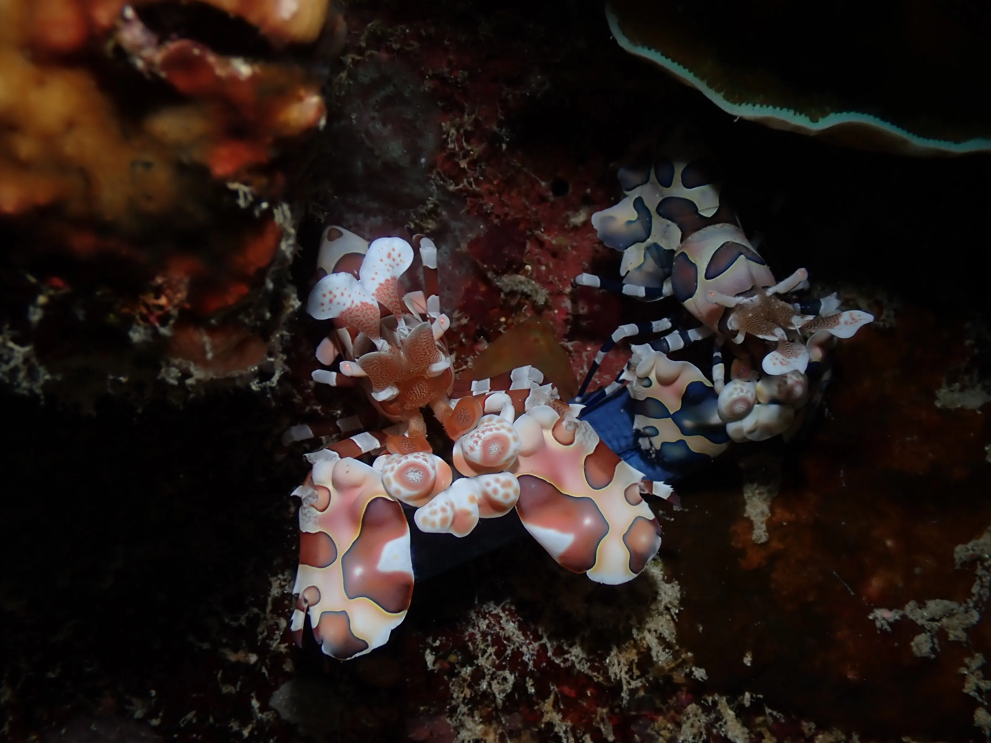 Harlequin shrimp