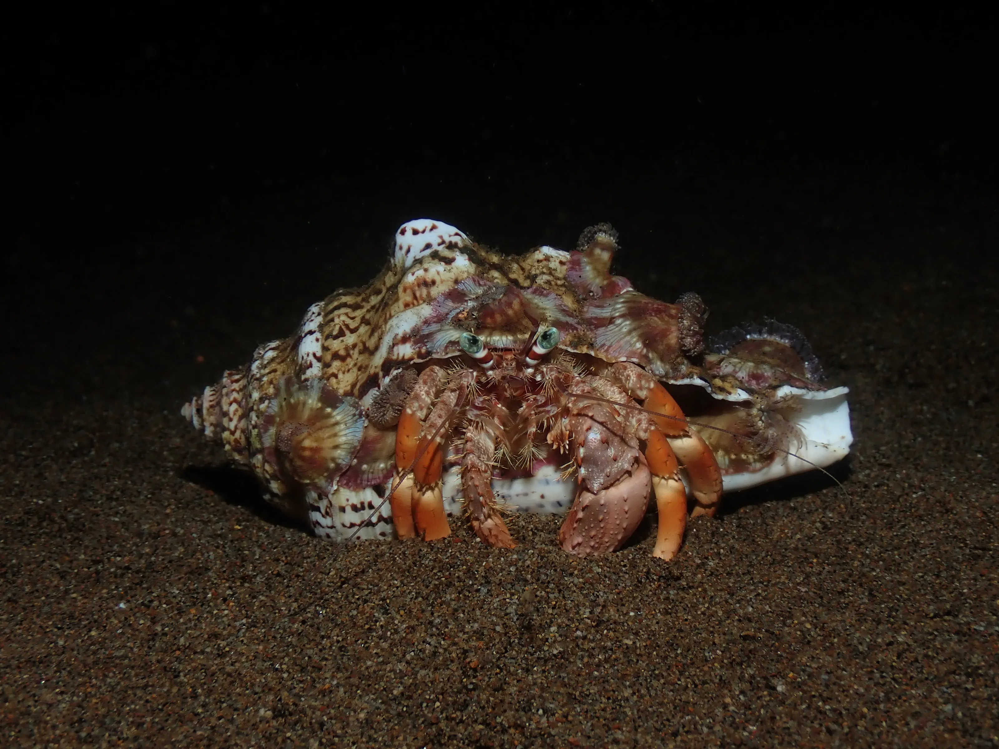 Hermit crab