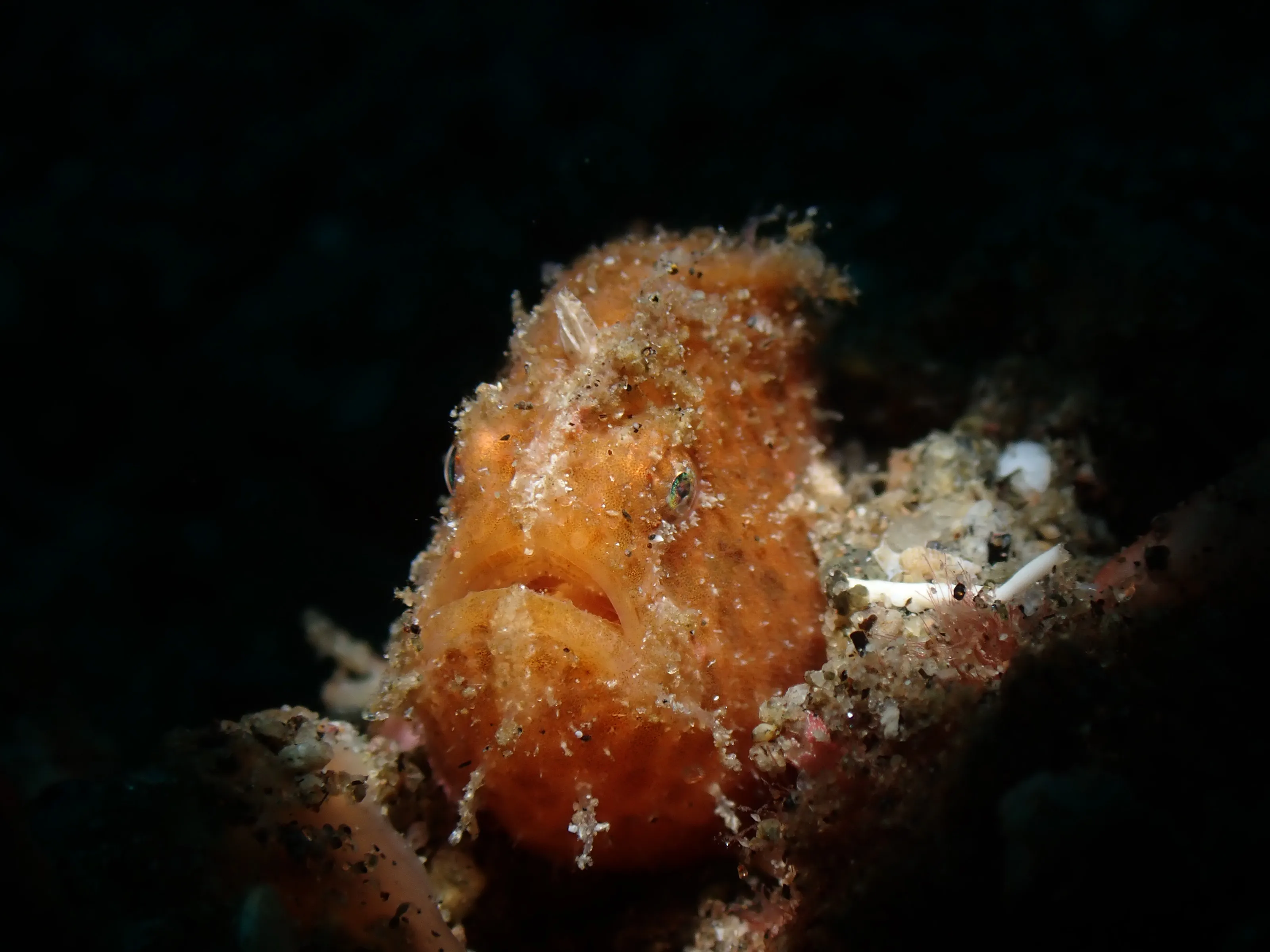 Juvenile hairy frogfish