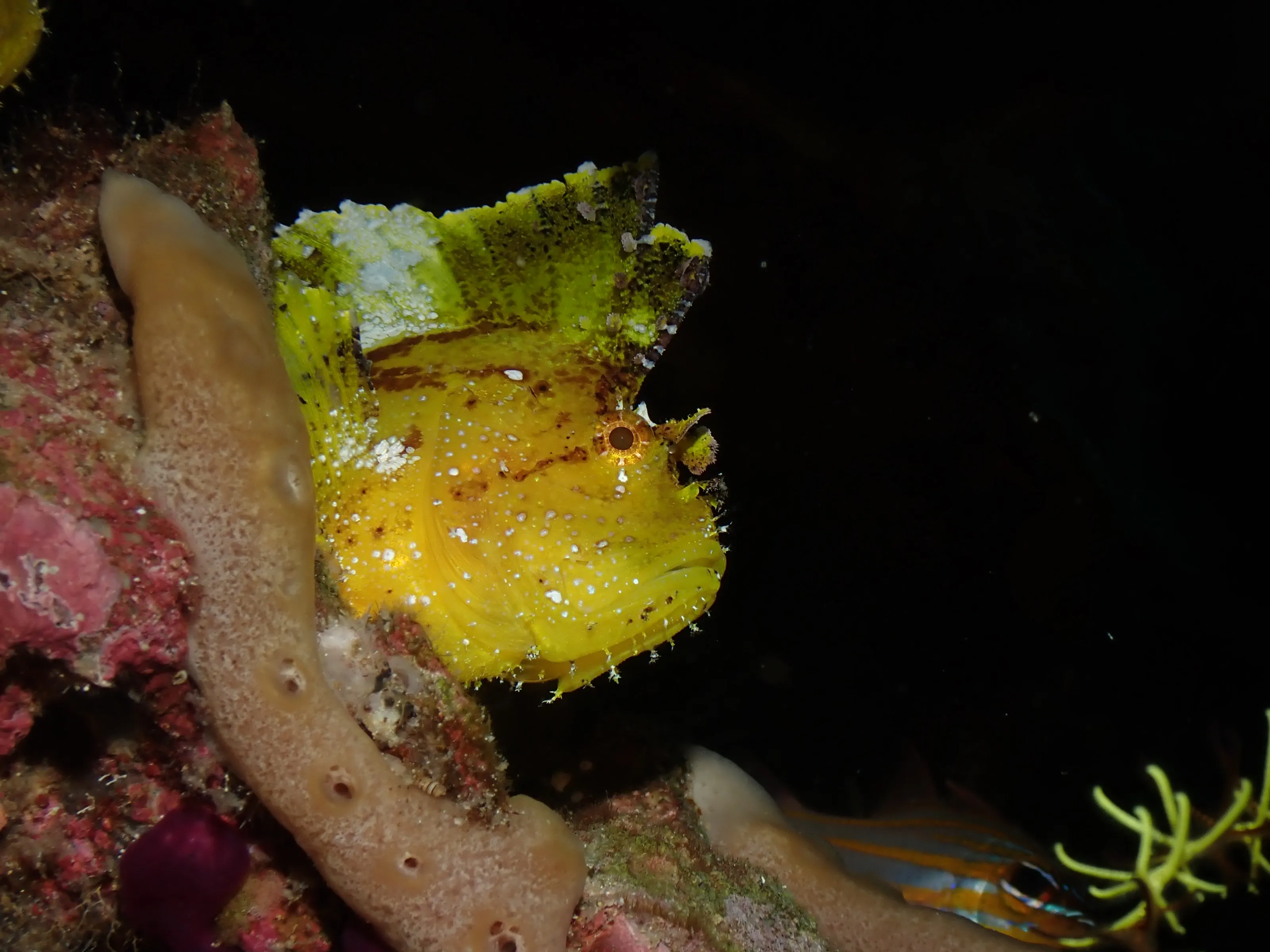 Leaf scorpionfish