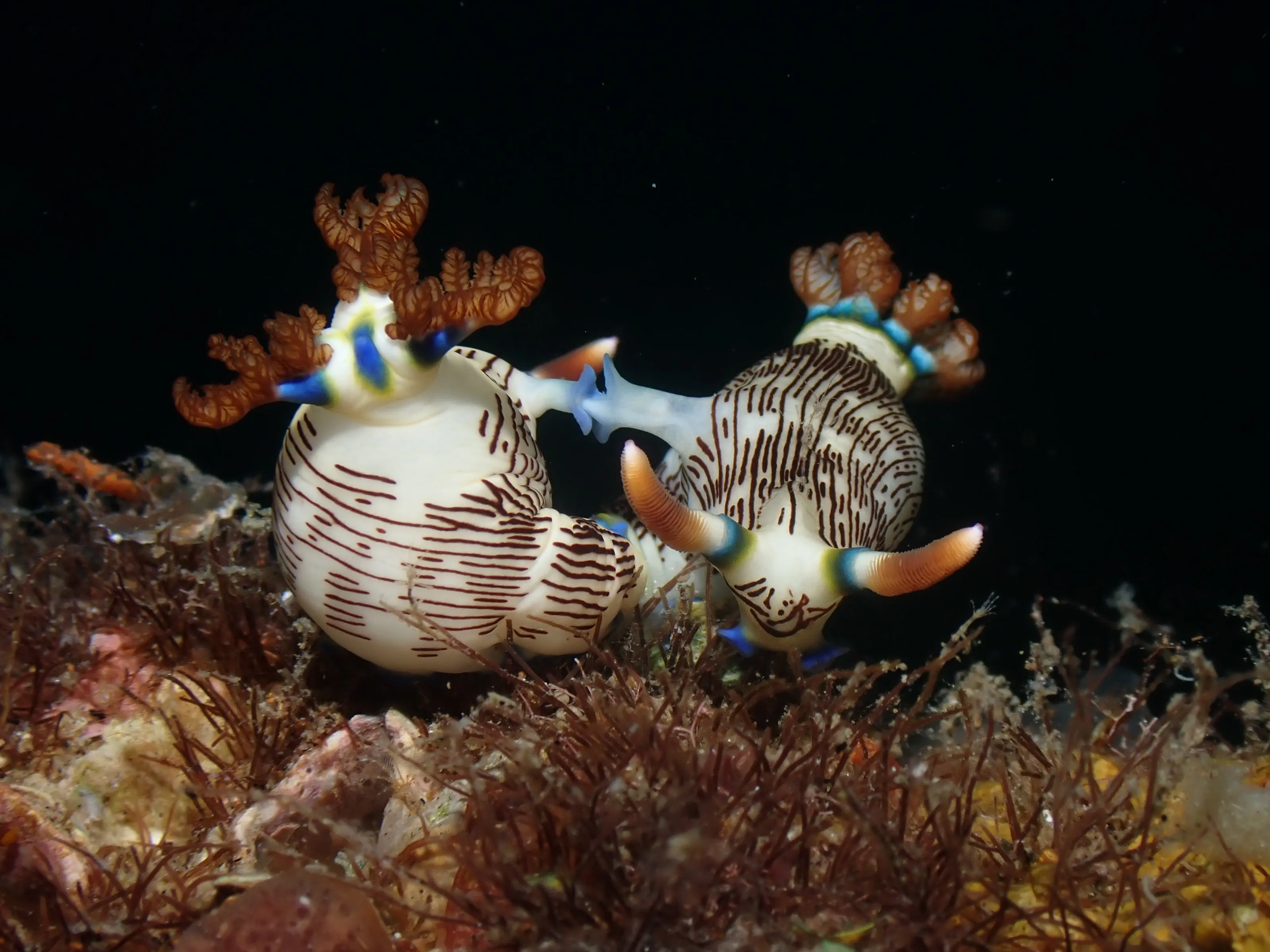 Mating nudibranchs