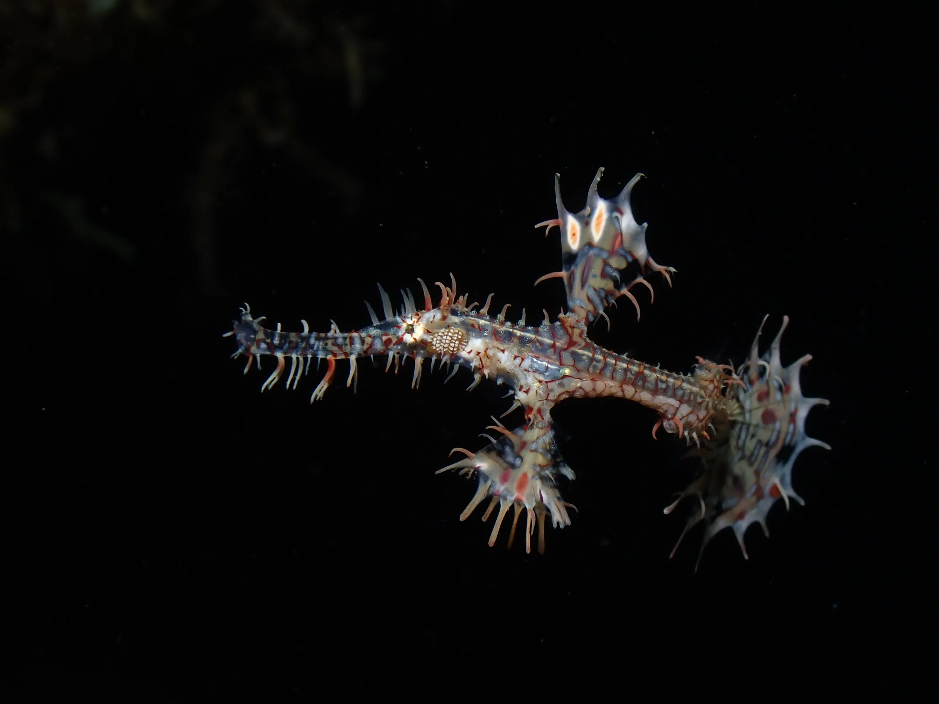Ornate ghost pipefish