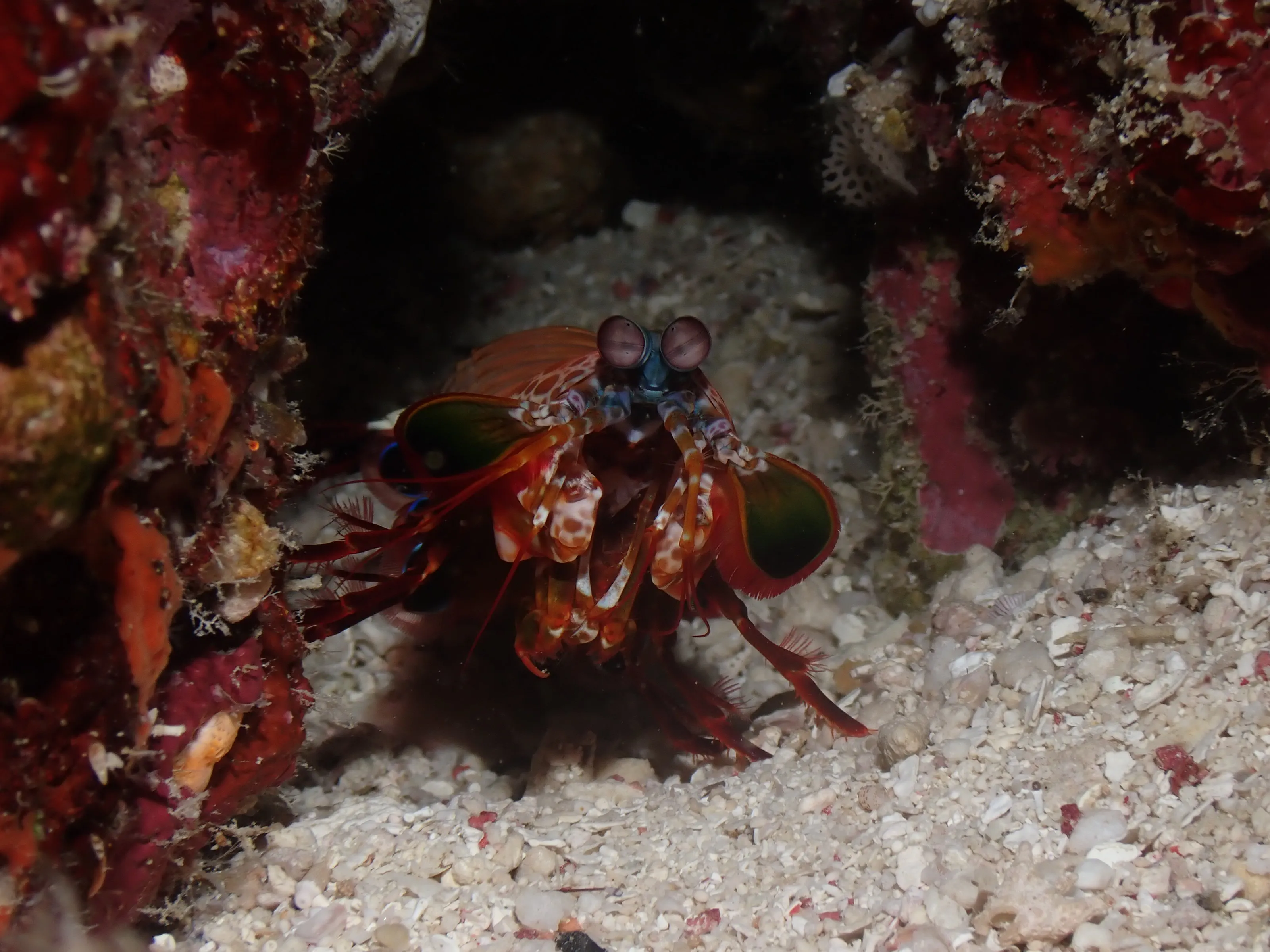 Peacock mantis shrimp