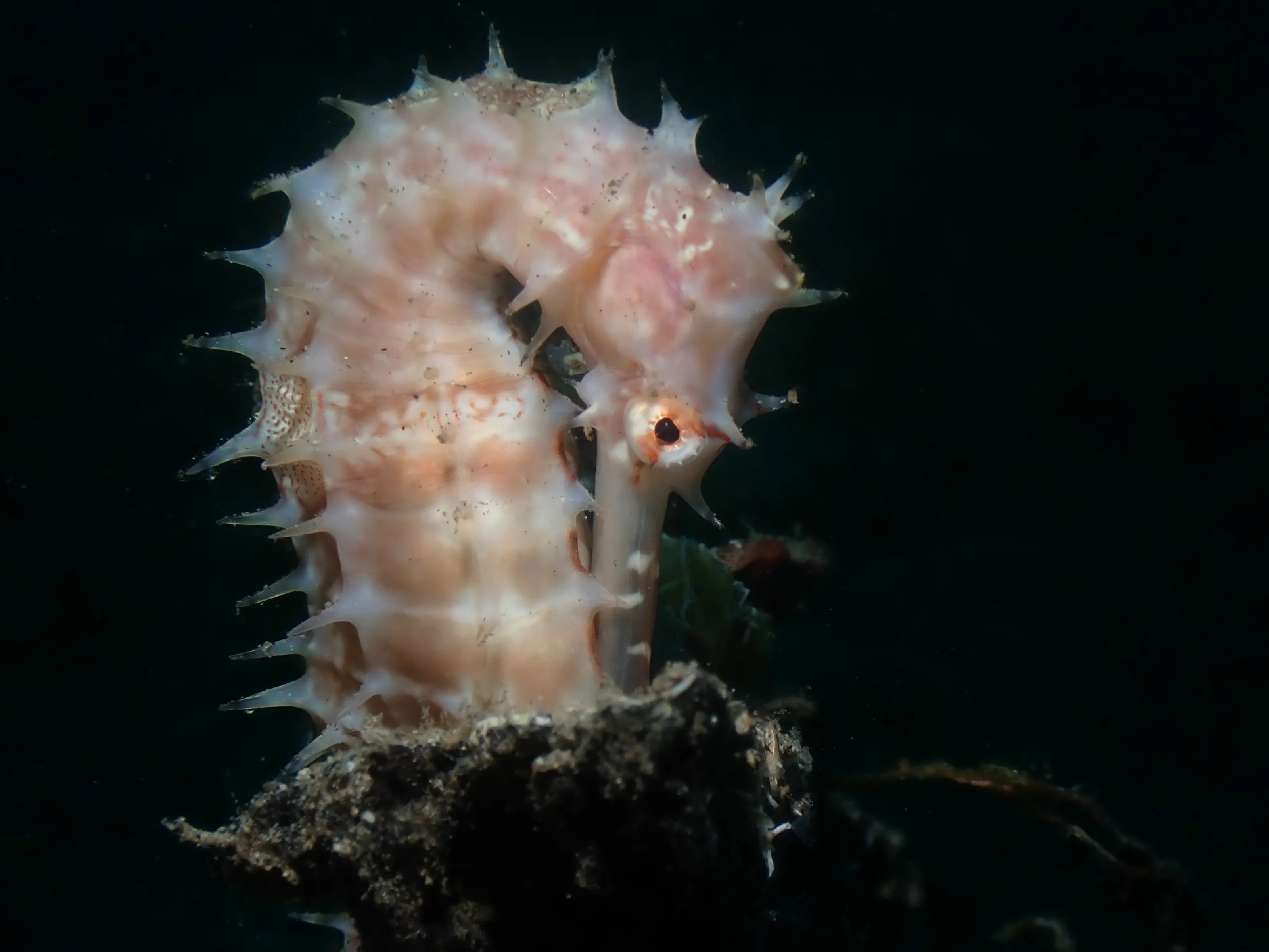 Seahorse