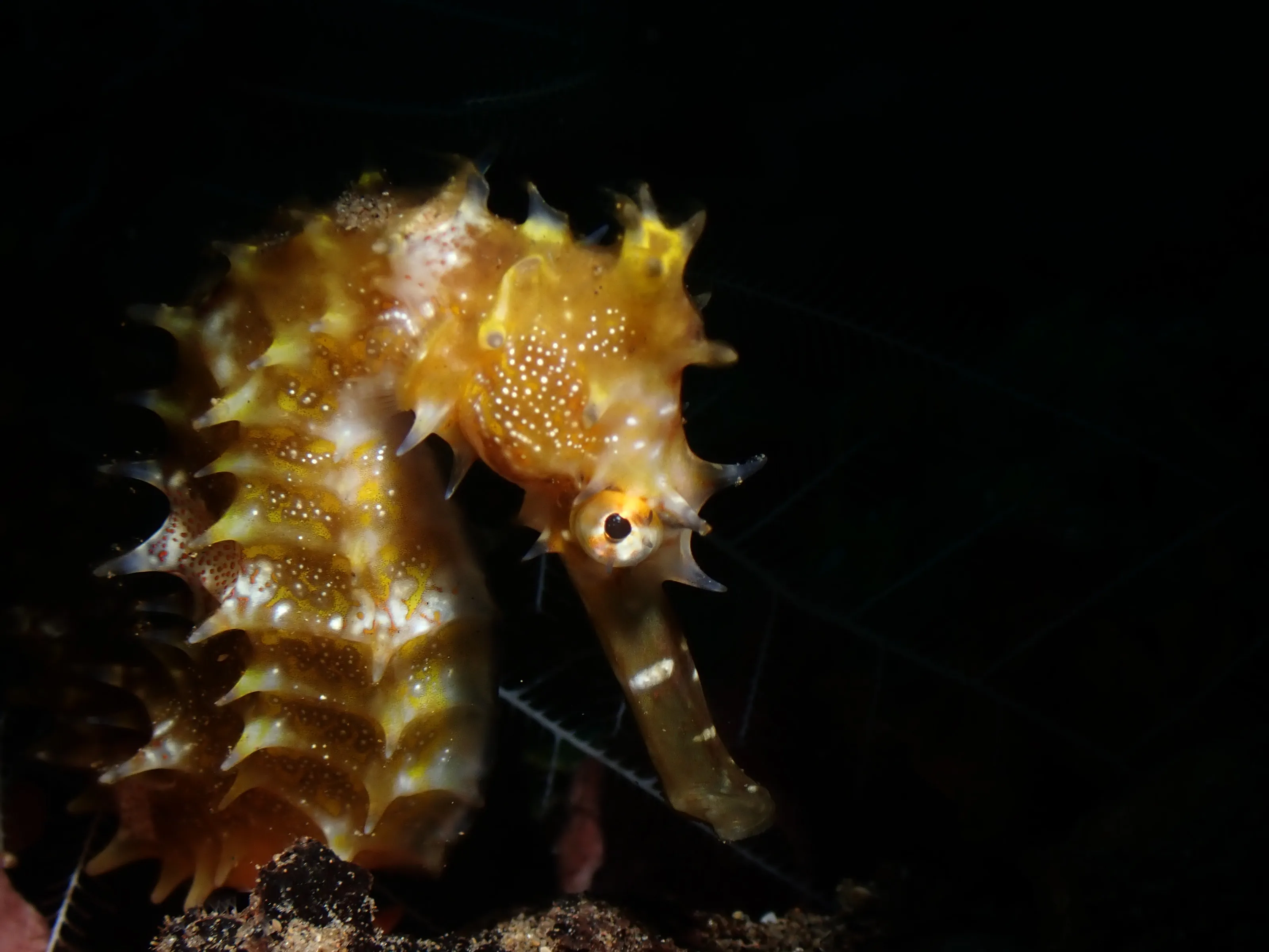 Seahorse