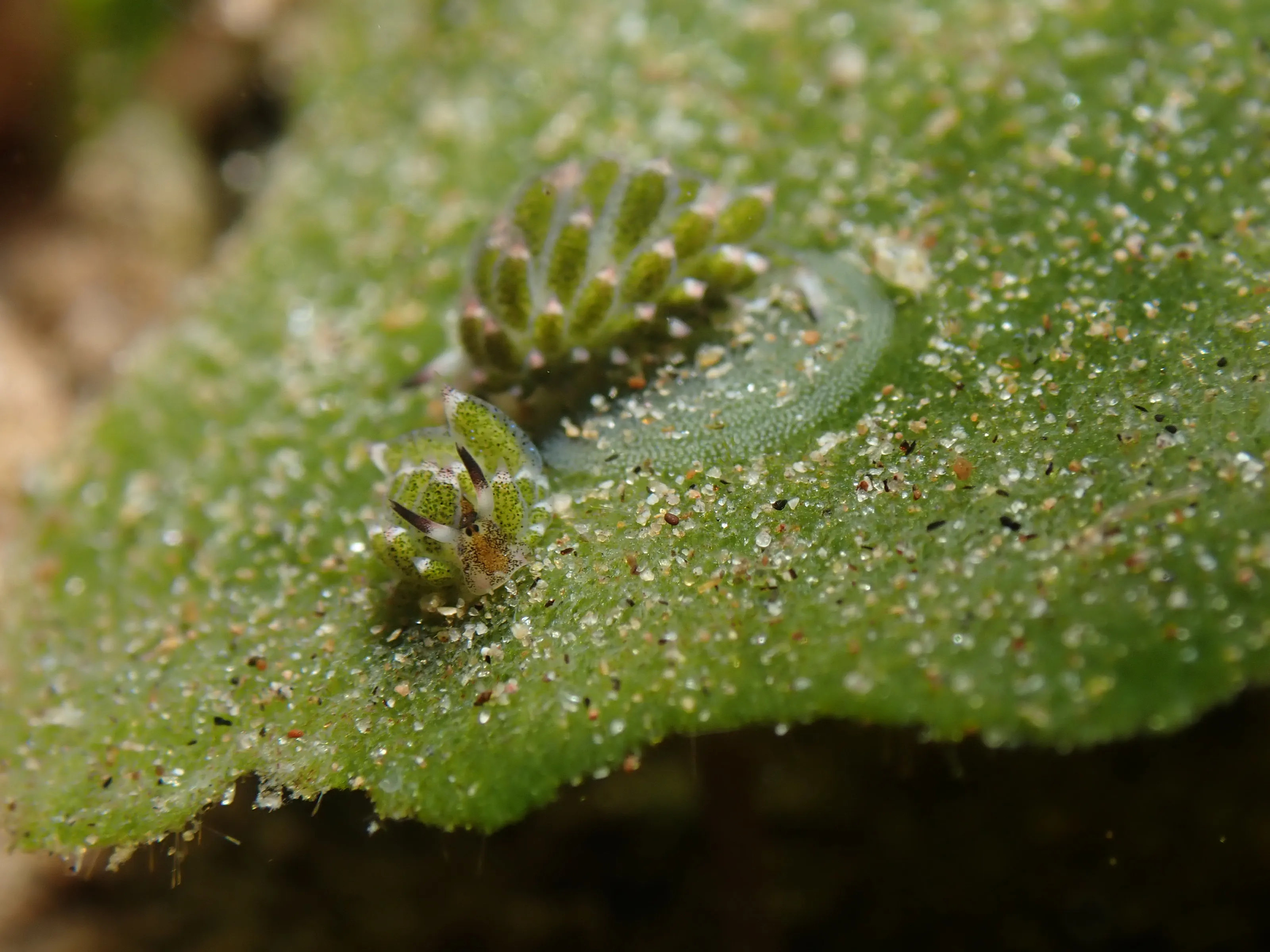 “Shaun the Sheep” nudibranch