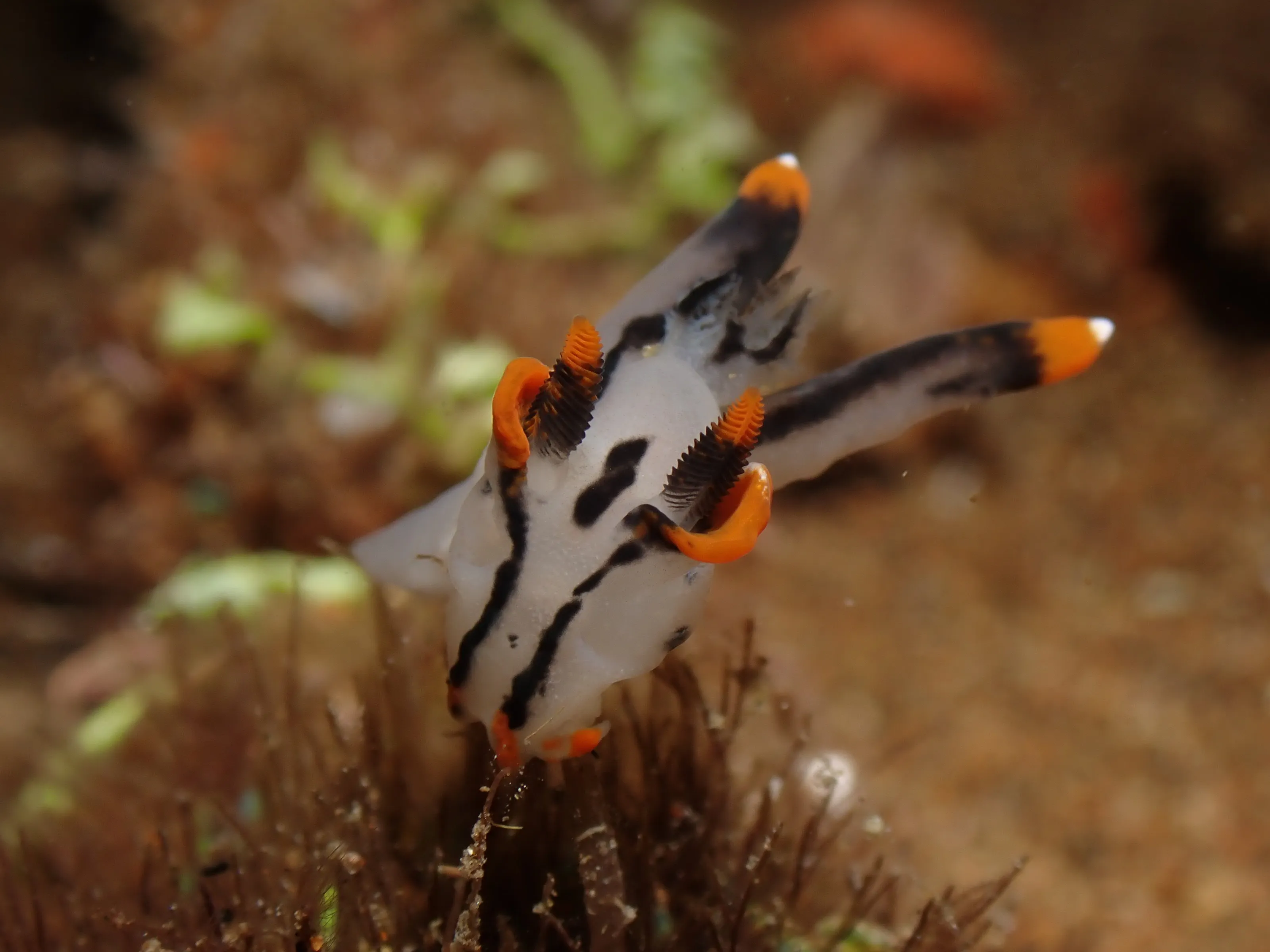 Pikachu nudibranch