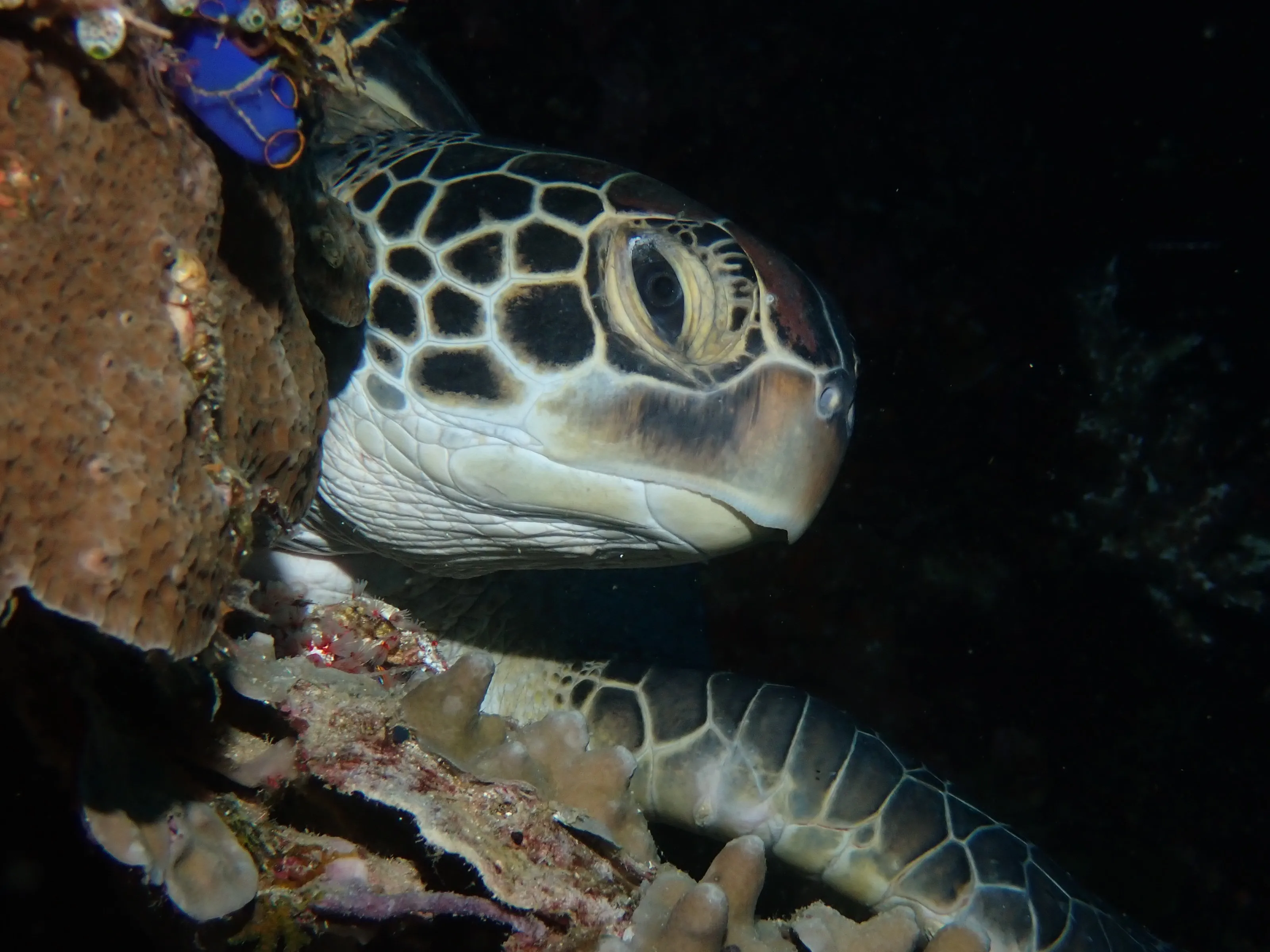 Sea turtle