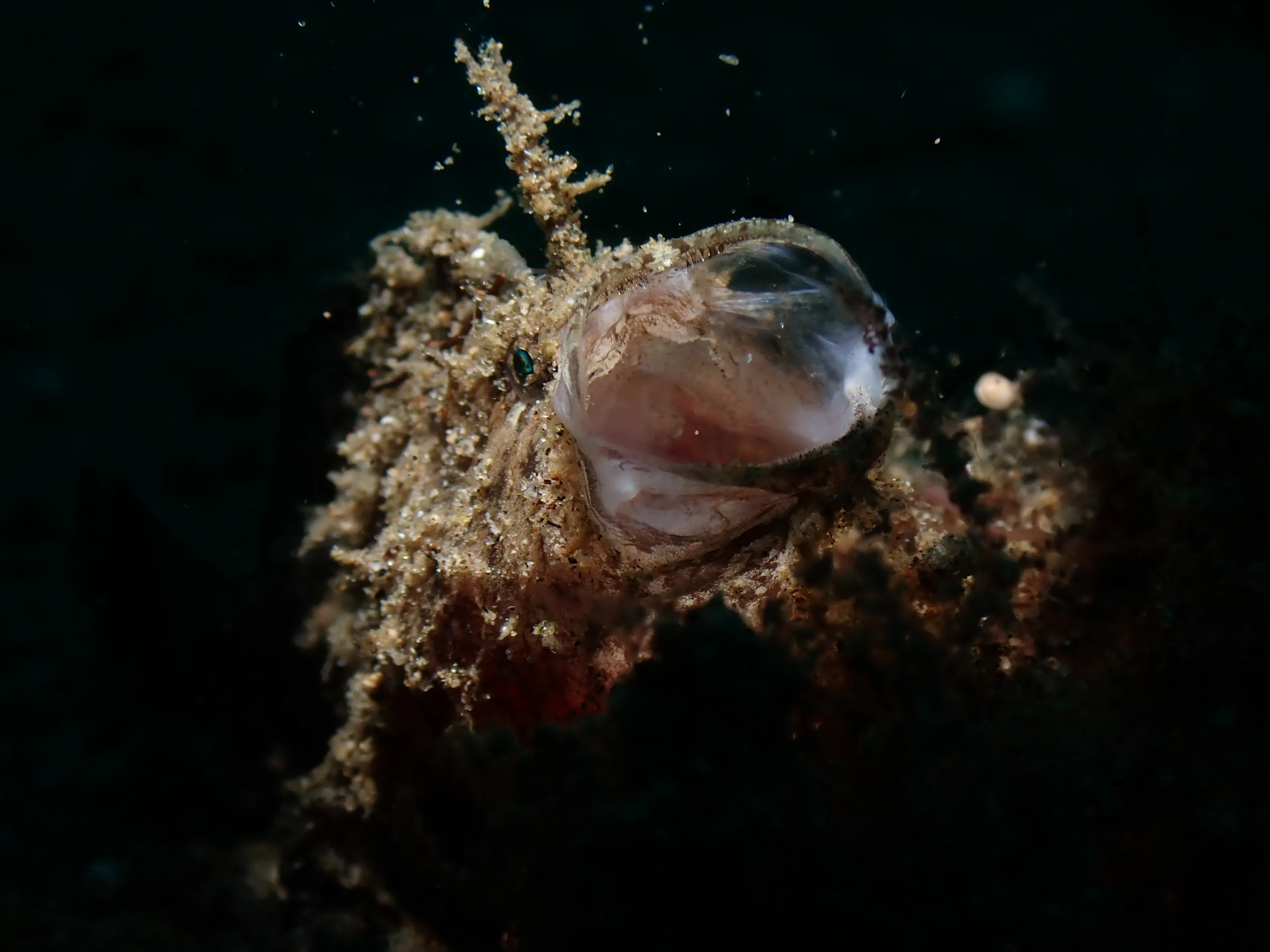 Yawning frogfish